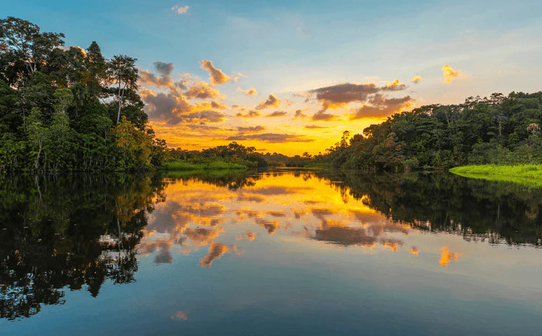 ADVENTURES OFF THE GRID: Retired Journalist Trades Stocks from the Jungle